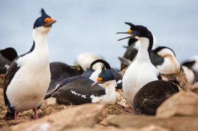 Birds on sand at beach