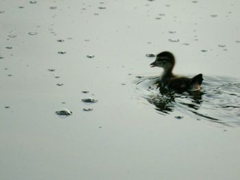 Bird in water