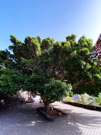 Trees by swimming pool against clear blue sky