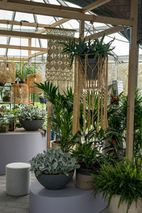 Potted plants in greenhouse