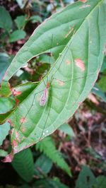 Close-up of fresh green leaves on plant