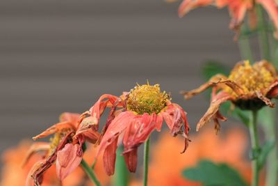 Close-up of wilted plant