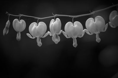 Low angle view of illuminated lighting equipment against black background