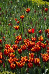 Close-up of tulips blooming on field