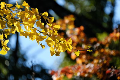 Close-up of yellow maple leaves against blurred background