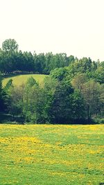 Scenic view of grassy field against clear sky