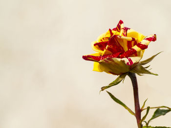 Close-up of yellow flowers against white background