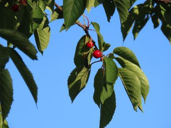 Low angle view of berries growing on tree against sky