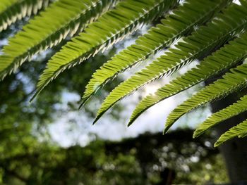 Low angle view of palm tree