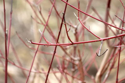 Close-up of dry plant during winter