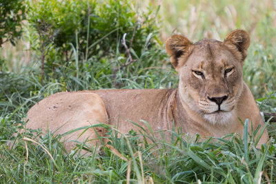 Portrait of lioness lying on grassy field