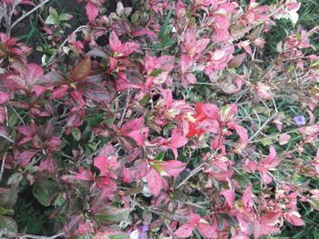 Close-up of pink flowering plants