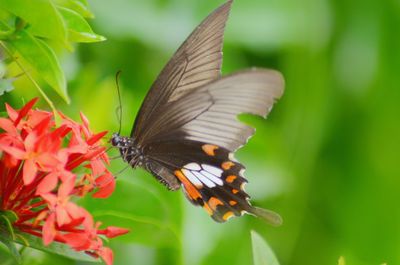 Close-up of butterfly pollinating on flower