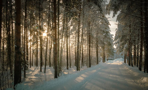 Trees in forest