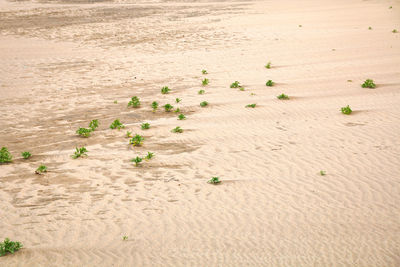 High angle view of footprints on sand at beach