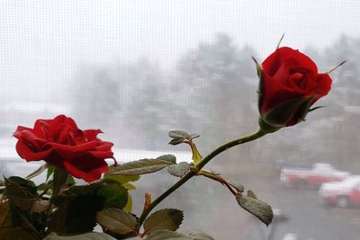 Close-up of red rose against blurred background