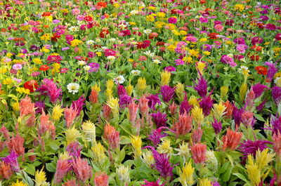 Full frame shot of purple flowering plants