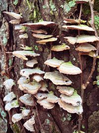 Pile of logs on tree trunk