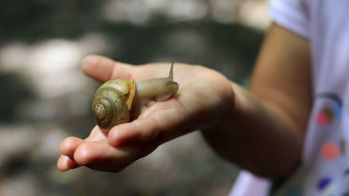 A child holding a common snail