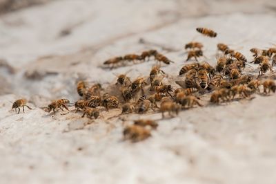 Close-up of bees