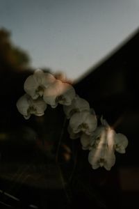 Close-up of flowers blooming at night