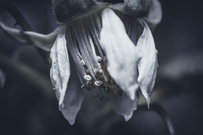 close-up