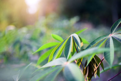 Close-up of plant on field during sunny day