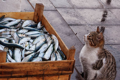 Cat on fish
