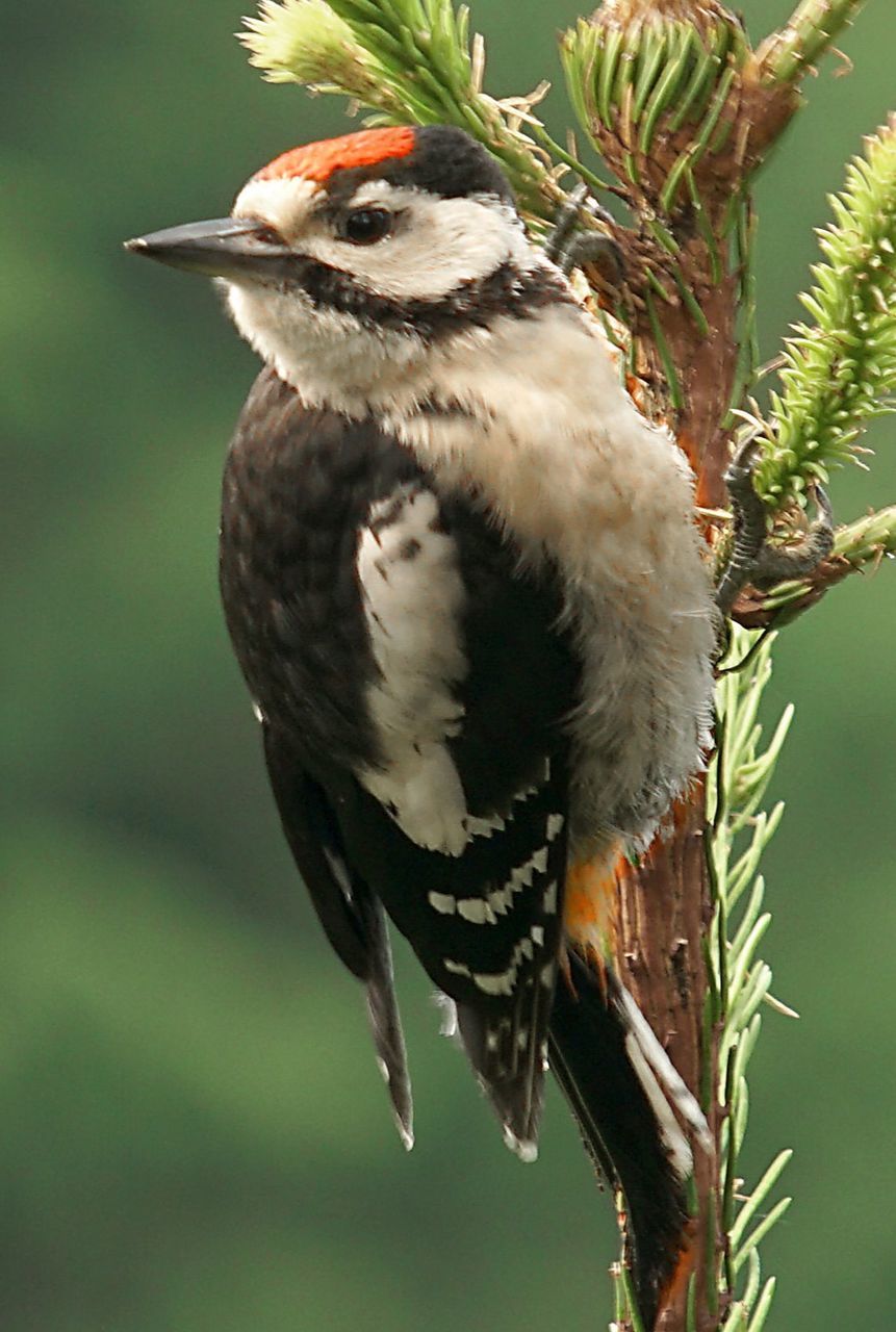 animal themes, animal, bird, animal wildlife, wildlife, one animal, beak, tree, branch, perching, nature, plant, no people, woodpecker, animal body part, full length, bird of prey, close-up, focus on foreground, outdoors, beauty in nature, green background