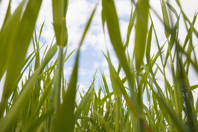 Close-up of crops growing on field against sky