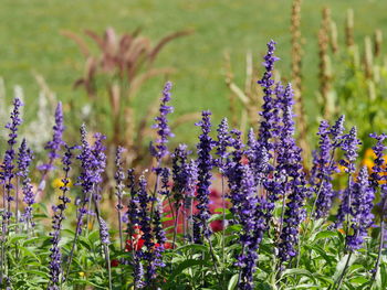 Close-up of lavender flowers on field