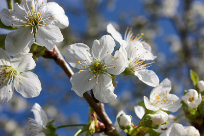 Close-up of white cherry blossoms