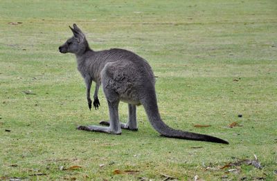 Wallaby in the wild