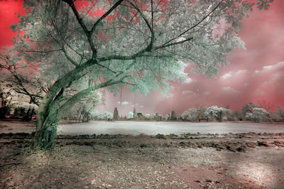 Trees on field against sky