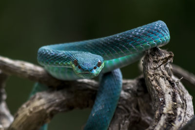 Close-up of lizard