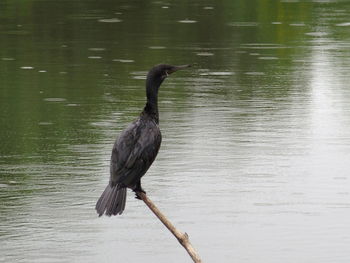 Bird flying over lake