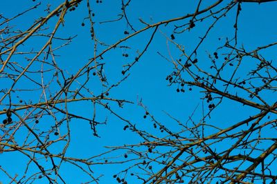 Low angle view of bare tree against blue sky