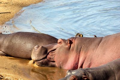 Three hippo's lying in the sand