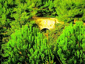 View of lush foliage