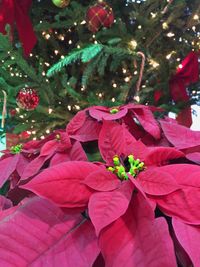 Close-up of christmas tree