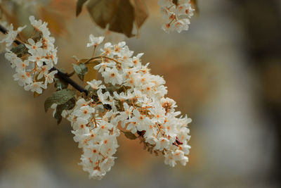 Close-up of white cherry blossom tree