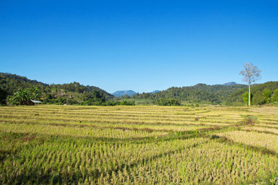 Scenic view of agricultural field against clear sky