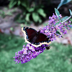 Close-up of butterfly pollinating on purple flower
