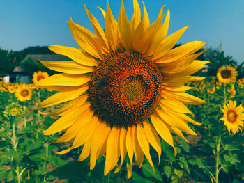 Close-up of sunflower on field