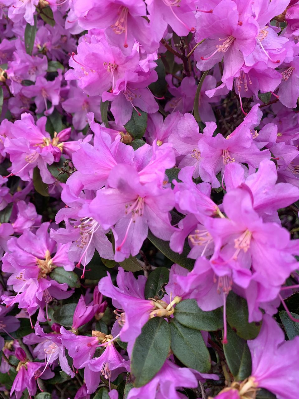 FULL FRAME SHOT OF PINK FLOWERS