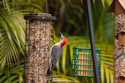 View of bird perching in cage