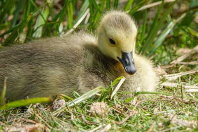 Close-up of a bird on field