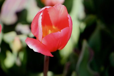 Close-up of pink rose blooming outdoors