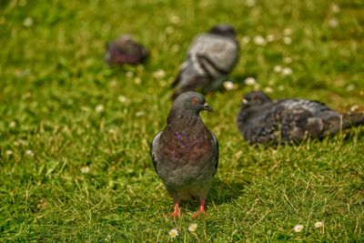 Pigeon perching on a field