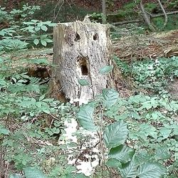 High angle view of tree stump in forest